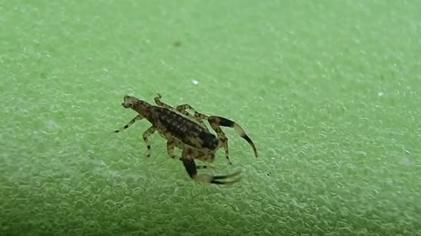 Winziger Skorpion Mit Beschädigtem Stachel Auf Grünem Hintergrund — Stockvideo