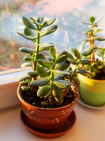 Crassula Plant Window Sill Sunny Day Cozy Home — Stock Photo, Image