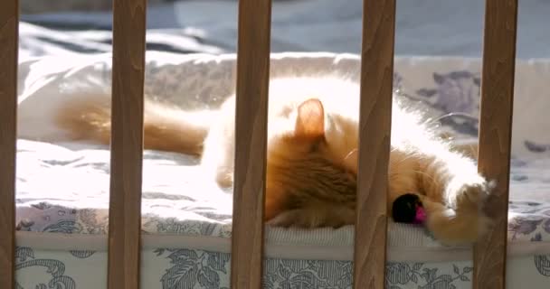 Söt ingefära katt ligger i barnets säng. Fluffiga husdjur petade huvudet mellan skenor för spjälsäng. Mysig morgon hemma. — Stockvideo