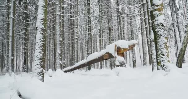 Chute de neige dans la forêt de pins. Arbre tombé couvert de neige en bois d'hiver . — Video
