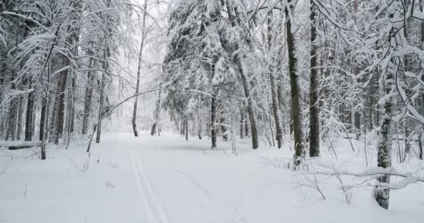 Nieve en bosque de pinos. Fondo de invierno en día nublado . — Vídeos de Stock