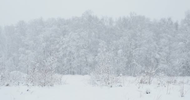 Nevadas en el bosque. Paisaje invernal en día nublado . — Vídeos de Stock