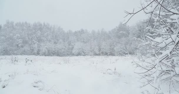 Snöfall i skogen. Vinterlandskap i molnig dag. — Stockvideo
