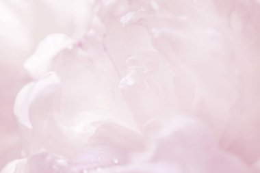 Zarif pastel pembe şakayık arka plan, tebrik, Sevgililer günü kartları, düğün davetiyeleri, vb için büyük.