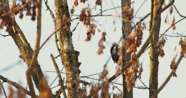 Gran pájaro carpintero manchado, Dendrocopos major, golpea la corteza de un árbol, extrayendo insectos edables. Pájaro en bosque de invierno. — Vídeos de Stock