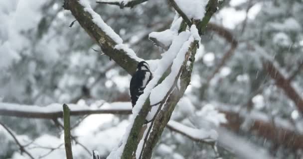 Dendrocopos major 라는 커다란 얼룩 딱따구리는 나무의 껍질을 두드리며, 껍질에 붙어 있는 벌레를 뽑는다. 겨울 숲의 새. — 비디오