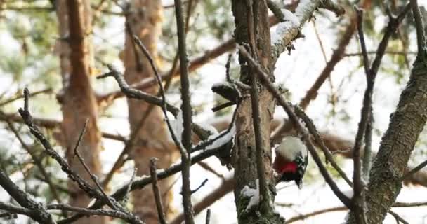 Il grande picchio maculato, Dendrocopos major, bussa alla corteccia di un albero, estraendo insetti modificabili. Uccello nella foresta invernale. — Video Stock