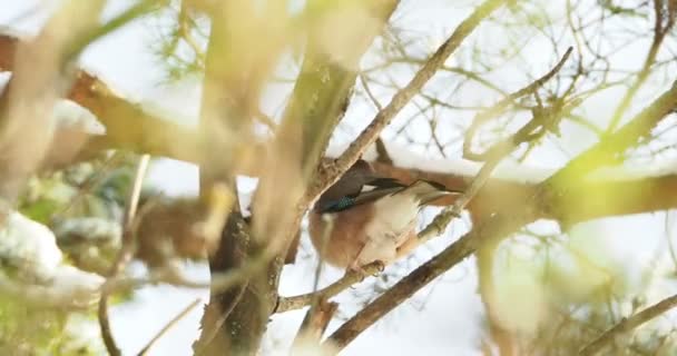 Fondo naturale con ghiandaia eurasiatica, Garrulus glandarius. Uccello nella foresta invernale . — Video Stock