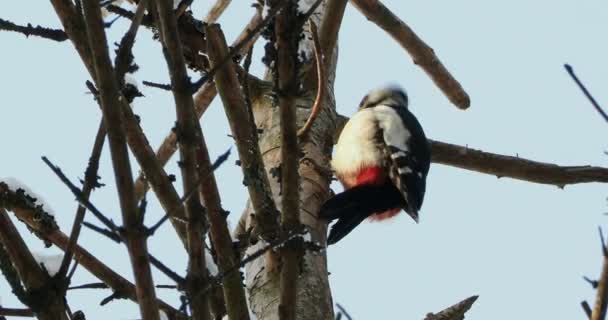 Great spotted woodpecker, Dendrocopos major, knocks on the bark of a tree, extracting edable insects. Bird in winter forest. — Stock Video