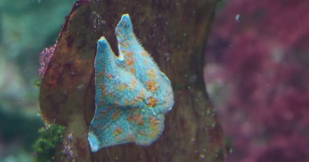 Patiria pectinifera of blauwe vleermuis ster. Starfish zittend op koraal in tank. — Stockvideo