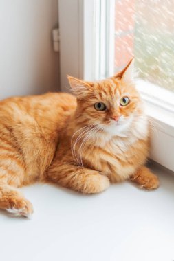 Şirin zencefil kedi üzerinde pencere pervazına siting ve bir şeyler bekliyor. Pencere cam arkasında kabarık kar yağışı.