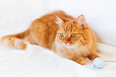 Zencefil kedi ışık mavi oyuncak topla yatakta yatıyor. Kabarık pet rahat uyumak için veya oynamak için yerleşti. Sevimli rahat arka plan, sabah yatmadan evde.