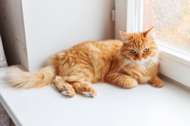 Şirin zencefil kedi üzerinde pencere pervazına siting ve bir şeyler bekliyor. Pencere cam arkasında kabarık kar yağışı.