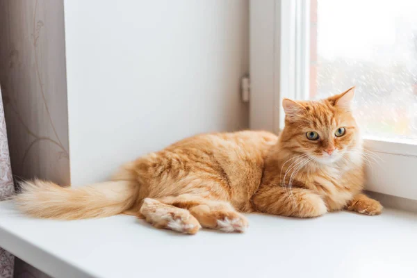 Söt Ingefära Katt Placering Fönsterbrädan Och Väntar Något Fluffigt Snöfall — Stockfoto