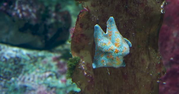 Патірія пектиніфера або блакитна зірка кажана. Зоряна риба сидить на коралі в резервуарі . — стокове відео