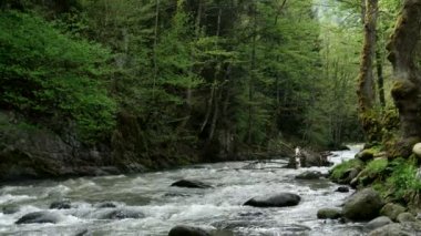 Borjomi şehirde, Georgia ülke hızlı dağ nehir akar.