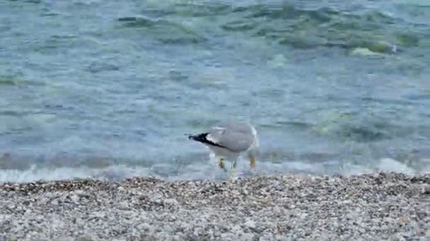 La gaviota limpia su pico en el oleaje marino. Pájaro cerca del agua. Turquía . — Vídeos de Stock