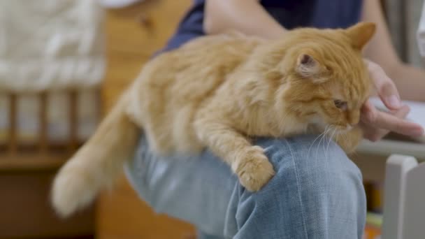 Kvinna stroke söt ingefära katt. Fluffiga husdjur liggande på hennes knän. Söt mysiga hem — Stockvideo