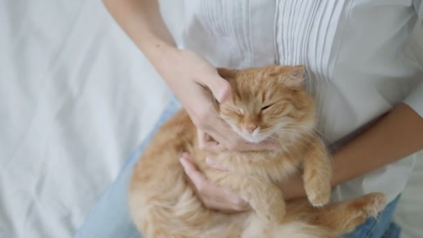 Mulher acaricia gato gengibre bonito. Animal de estimação fofo deitado de joelhos. Fundo acolhedor bonito, hora de dormir da manhã em casa . — Vídeo de Stock