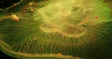 Aurelia aurita, ayrıca denilen ortak denizanası, ay denizanası, ay jöle veya daire akvaryumda yüzen jöle ve lambalar kızdırma farklı renkle tarafından aydınlatılan.