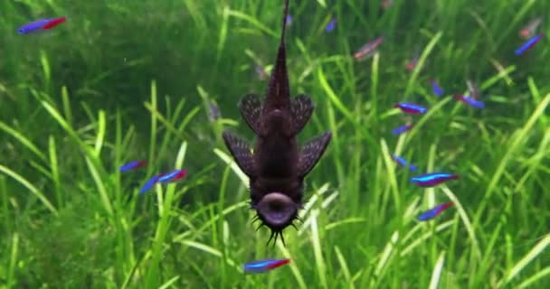 Ancistrus dolichopterus, Bushymouth catfish är rengöring akvarium glas. — Stockvideo