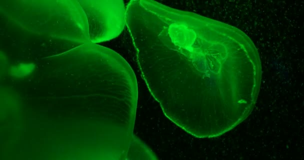 Aurelia aurita, chiamata anche medusa comune, medusa lunare, gelatina lunare o gelatina piattino galleggiante in vasca e illuminata da lampade con diverso colore di bagliore . — Video Stock
