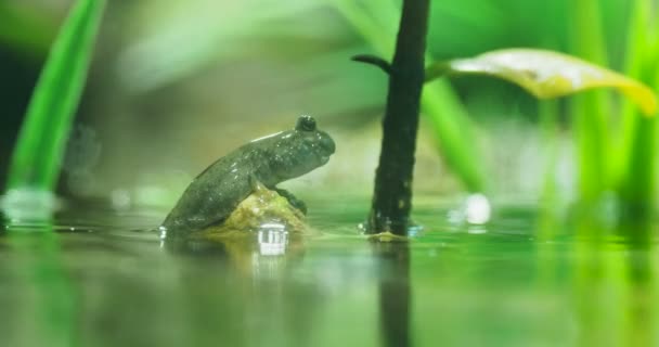 Blenny enferrujado ou blenny do Mar Negro. Blennius sanguinolentus sentado na rocha sobre a superfície da água . — Vídeo de Stock