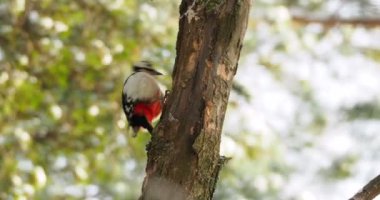 Büyük benekli ağaçkakan, Dendrocopos Major, bir ağacın kabuğuna vurur, ve kırılabilir böcekler çıkarır. Kışın ormandaki kuş.