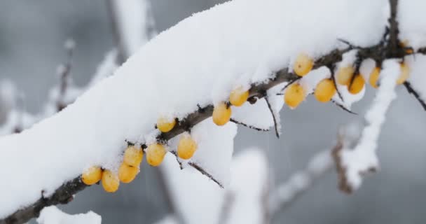 Gefrorene Zweige Sanddorn mit Beeren. Sonniger Wintertag. — Stockvideo