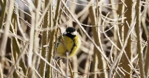 Great tit or Parus major jumping on tree branches in winter forest. — Stock Video