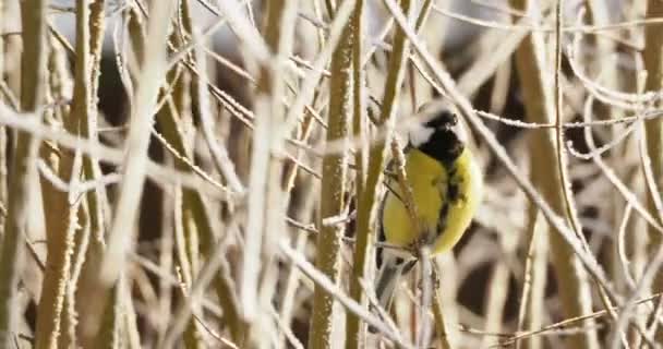 Great tit or Parus major jumping on tree branches in winter forest. — Stock Video