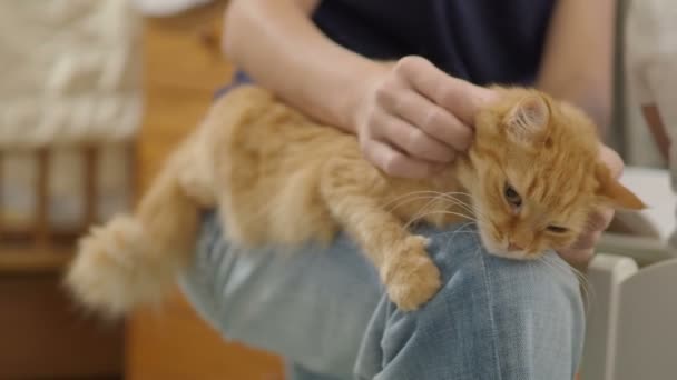Γυναίκα κτυπήματα χαριτωμένο γάτα τζίντζερ. Αφράτο κατοικίδιο ζώο που βρίσκεται στα γόνατά της. Χαριτωμένο ζεστό σπίτι — Αρχείο Βίντεο