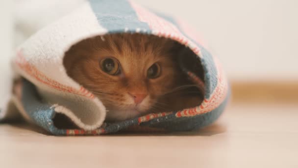 Ładny kot imbir siedzi wewnątrz zwinięte dywan. Pet puszysty wygląda z ciekawości. — Wideo stockowe