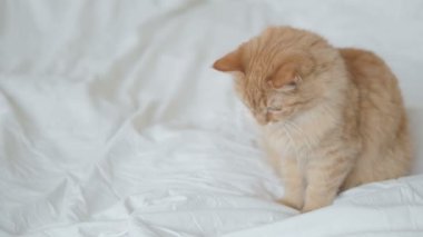 Şirin zencefil kedi beyaz levha altında insanlar el ile oynamak. Sabah uyku vakti, rahat ile kabarık evde beslenen hayvan ev.