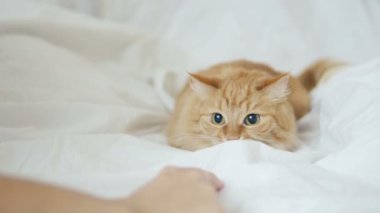 Şirin zencefil kedi beyaz levha altında insanlar el ile oynamak. Sabah uyku vakti, rahat ile kabarık evde beslenen hayvan ev.