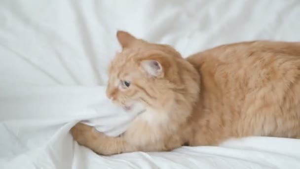 Söt ingefära katt leker med människor handen under vitt ark. Morgon läggdags, mysiga hem med fluffiga husdjur. — Stockvideo