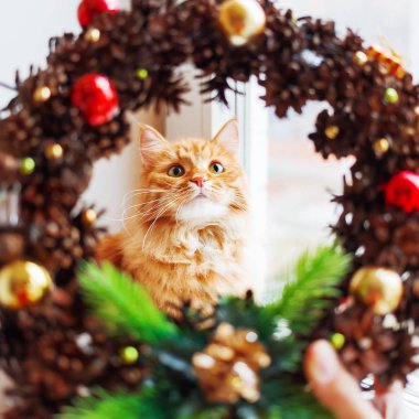 Şirin zencefil kedi pinecones ve süslemeler yapılmış el yapımı Noel çelenk ile görünüyor. Kabarık evde beslenen hayvan ana sayfa için yeni yıl süslemeleri yardımcı olur.