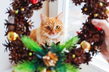 Şirin zencefil kedi pinecones ve süslemeler yapılmış el yapımı Noel çelenk ile görünüyor. Kabarık evde beslenen hayvan ana sayfa için yeni yıl süslemeleri yardımcı olur.