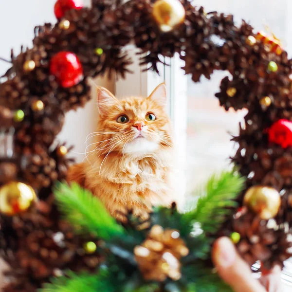 Şirin zencefil kedi pinecones ve süslemeler yapılmış el yapımı Noel çelenk ile görünüyor. Kabarık evde beslenen hayvan ana sayfa için yeni yıl süslemeleri yardımcı olur.