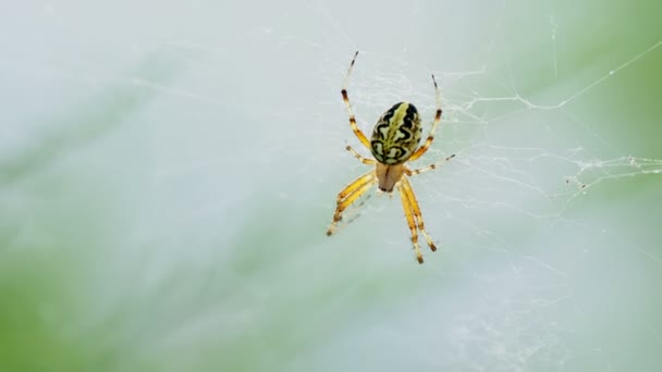 Spinne sitzt auf seinem Netz. kemer, truthahn. — Stockvideo