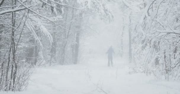 Chute de neige dans la forêt de pins. femme va skier dans la forêt d'hiver . — Video