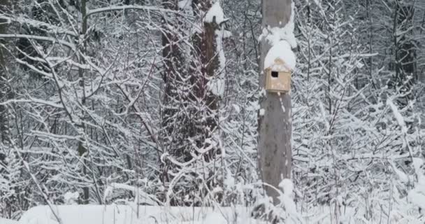 Handgjorda fågelholk spikade till träd. Snöfall i vinter skog. — Stockvideo