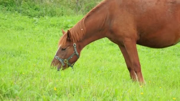 Le cheval de baie broute sur une prairie verte et mange de l'herbe fraîche. Parc national Kenozerskiy, Russie .