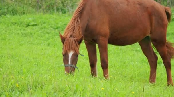 Le cheval de baie broute sur une prairie verte et mange de l'herbe fraîche. Parc national Kenozerskiy, Russie .