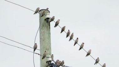 Bohem İpekkuyruk, Bombycilla garrulus, ötücü kuşlar starling ölçekli. Onları sürüsü teller Kenozerskiy Milli Parkı içinde oturan. Rusya.