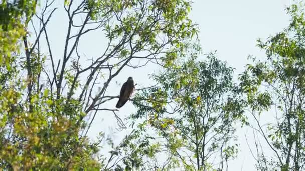 Stor fågel i släktet Falco sittande på trädgren och rengöring sina fjädrar. Kenozerskiy nationalpark, Ryssland. — Stockvideo