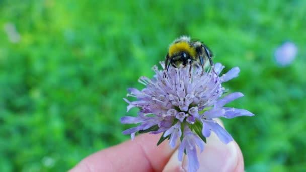 Homem Segurando Uma Flor Violeta Com Abelha Fundo Natural Com — Vídeo de Stock