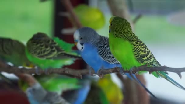 Wellensittich oder Melopsittacus undulatus oder Wellensittich oder Sittich. Bunte grüne und blaue Vögel sitzen auf Ästen und putzen Federn. — Stockvideo