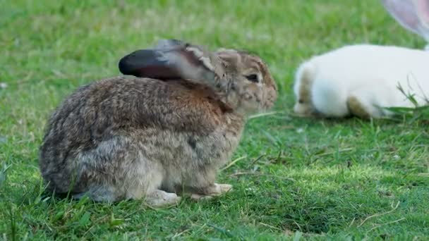 Nadýchané králík sedí na zelené trávě a lízala jeho srst — Stock video