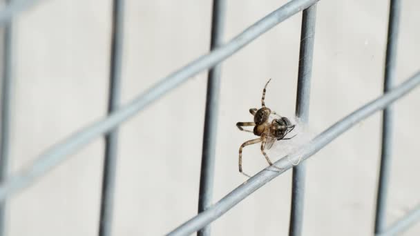 Паук поймал муху в паутине. Насекомое крутит жертву паутиной . — стоковое видео